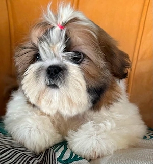 Entzückende Shih-Tzu-Welpen auf der Suche nach liebevollem Zuhause für immer!