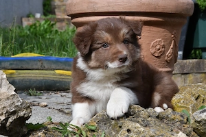 Border Collie Welpen in wunderschönen Farben
