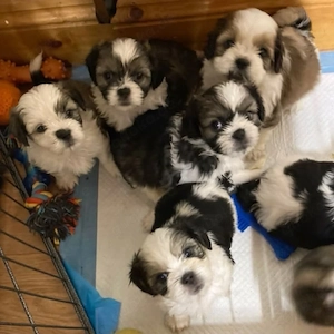 Entzückende kleine Shih Tzu-Welpen zur Adoption verfügbar