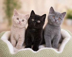 3 BKH Britisch Kurzhaar Mädchen (lilac, schwarz, blau)mit 1.+2. Impfung suchen ein Kuschel-zu-Hause 