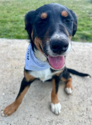 Sally ein freundliches Hundekind 