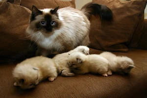  Wunderschöne Ragdoll-Kätzchen suchen ein liebevolles Zuhause! 