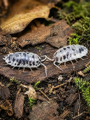 12 15 30 Stk. Porcellio laevis Panda - Bodenpolizei