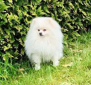 Wunderschöner, reinrassiger Pomeranian Rüde (Deckrüde) in edlem Weiß