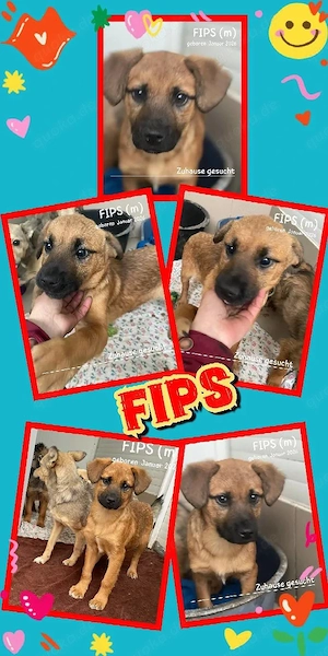 wunderschöner junger Hundejunge "Fips" sucht ein liebevolles Zuhause