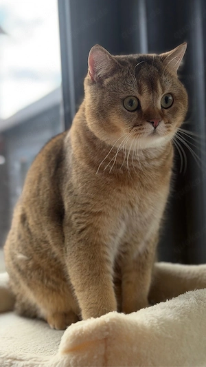 BKH Kater sucht liebevolles Zuhause