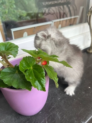 British Silber Chinchilla