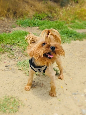 Yorkie Sonic sucht eine Familie 