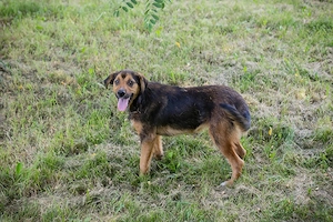*MARLO* ist ein lustiger und verspielter Junghund