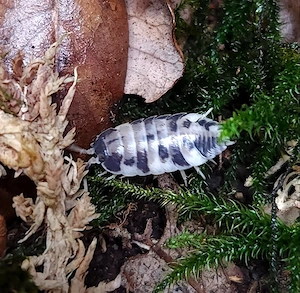 12 15 30 Stk. Porcellio laevis Panda - Bodenpolizei