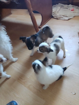 Habe  Chihuahua Welpen zu verkaufen sie hat zwei welben bekommen 
