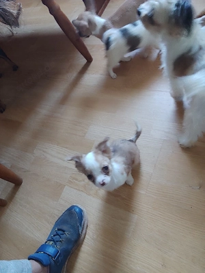 Hallo ich habe drei Chihuahua Welpen 