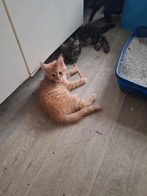 Maine Coon Kitten abzugeben 