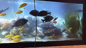 Malawi-Aquarium komplett abzugeben   Becken mit Unterschrank & Technik