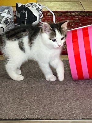 wunderschöne Kitten Katzenbabys 