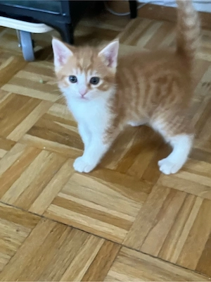 wunderschöne Kitten Katzenbabys 