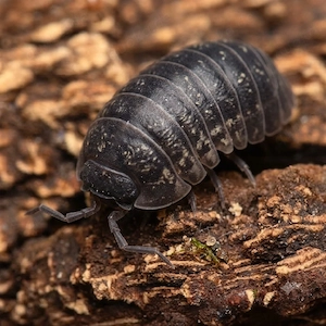 Armadillidium vulgare aus "Albino"