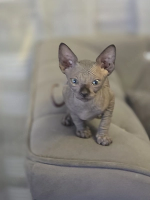 Sphinx kitten mit Tasthaaren