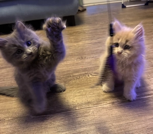Maine Coon kitten reinrassig ohne Stammbaum