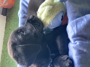 Wunderschöne Labrador Welpen   