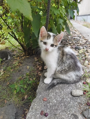 Kalifornische Katzen 