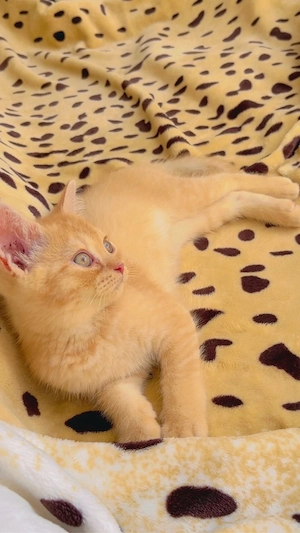 Britisch Kurzhaar Kater ,BKH Kater