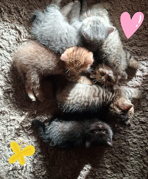 Reinrassige BKH Kitten 