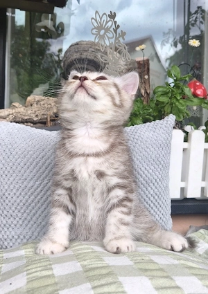 Kuschelige Britisch Kurzhaar Kitten suchen ihren neuen Leckerliespender ! :) BKH Kitten