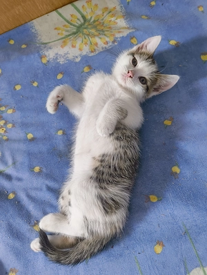 Ägäische Katze...
