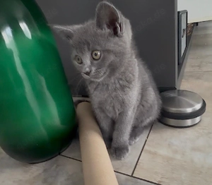Niedlisches Katzenmädchen sucht Zuhause