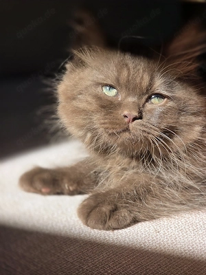 Wunderschöner BLH Cinnamon Kitten 