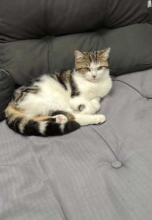 BKH Mix Dame 1 Jahr alt sucht ein neues Zuhause 