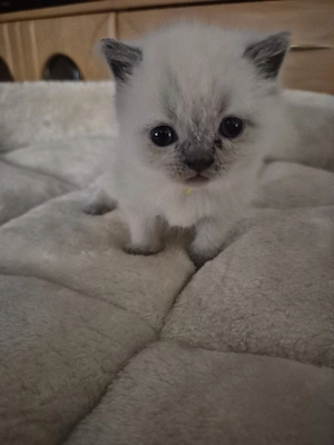 Blue Point Kitten
