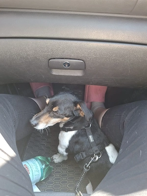 ich Rocky suche ein liebevolles zu Hause