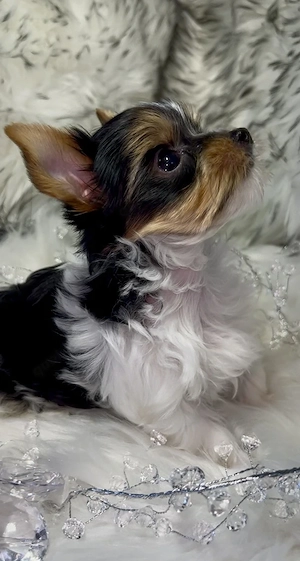 Eine Kleine Yorkshire Terrier Hündin sucht noch ihr perfektes Zuhause 