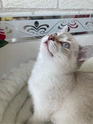 Zuckersüßer BKH Katerchen in Tabby Point Color ist abgabebereit!