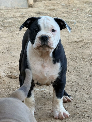 Old Englisch Bulldog Welpen
