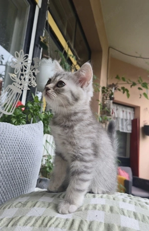 BKH Kitten Brittany - kleine Entdeckerin zum Verlieben