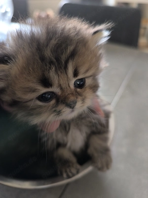 Süsse Katzenmixe suchen ein Zuhause