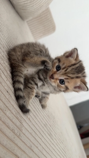 Kitten Britisch Kurzhaar Mix