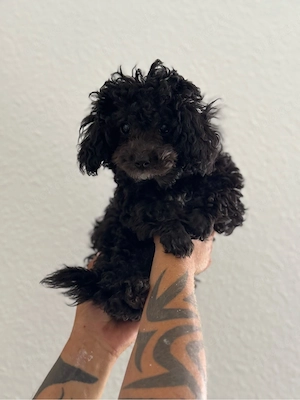 Toy Pudel Hündin