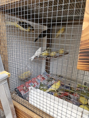 kanarienvogel 