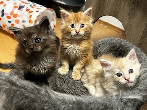 Maine-Coons suchen ihre Familie