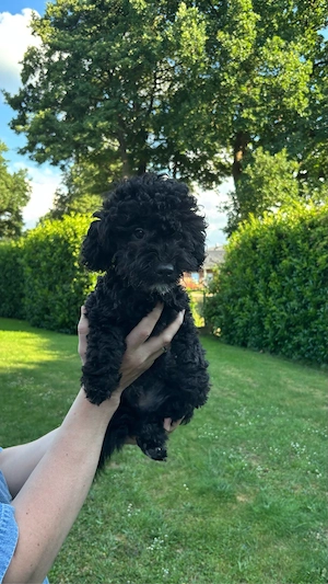 Süße Bichon-Toypudel-Mix Welpen suchen ein liebevolles Zuhause