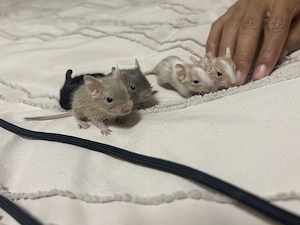 Degu Babys abzugeben  Bild 2
