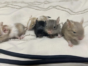 Degu Babys abzugeben  Bild 3