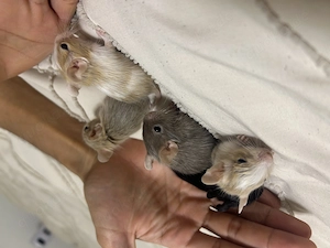 Degu Babys abzugeben  Bild 4