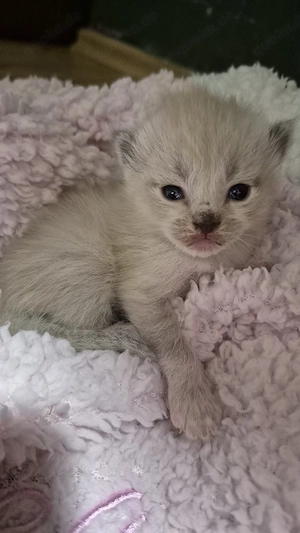 Siam kitten mix katzen ragdoll