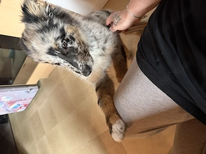 Australien Shepherd Border Collie
