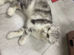   Unser wunderschöner Kater sucht ein liebevolles Zuhause     